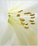 White Lily.jpg