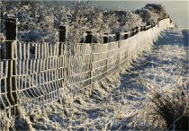 Heavy Frost on fence.