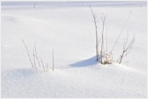 Snow covered grass stalks