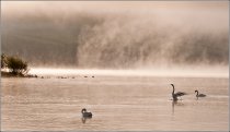 Swans at llangorse lake.